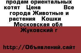 продам ориентальных котят › Цена ­ 5 000 - Все города Животные и растения » Кошки   . Московская обл.,Жуковский г.